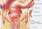 肛周脓肿的危害