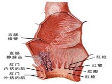 女性慢性肠炎的症状是什么？