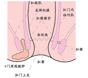 肛门图解