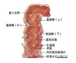 肛门科普解剖图