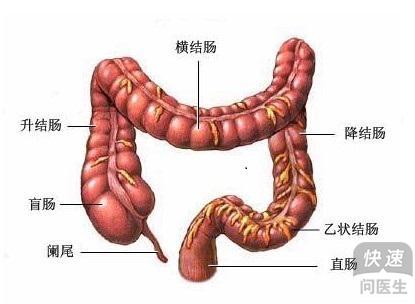 胃肠道功能紊乱 胃肠道功能紊乱严重吗