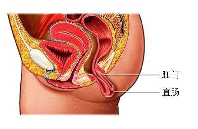 肛门健康科普：排便困难原因分析